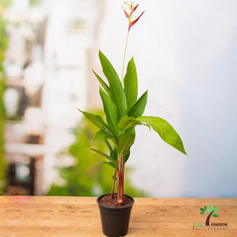 Heliconia Psittacorum - Plant Kingdom UAE